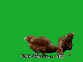綠色背景，母雞啄食-視頻素材